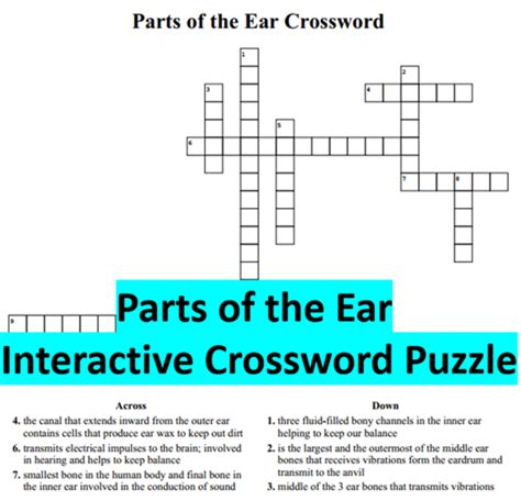 part of ear crossword clue